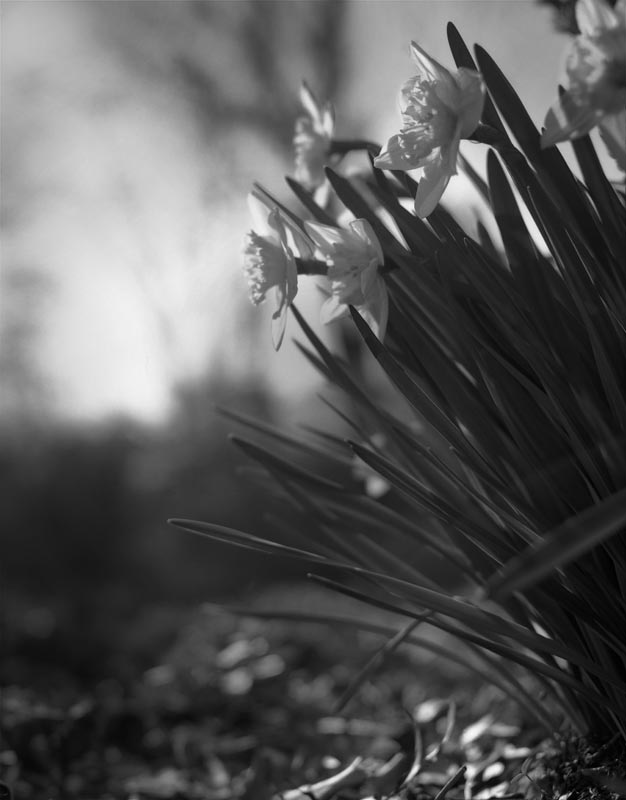 Laurelwood Flowers by Stephen Barnwell